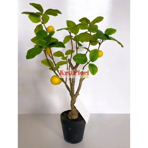25141 - Citromfa 50 cm
