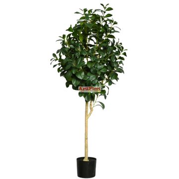 25145 - Cserepes fa 150 cm