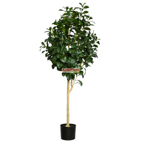25145 - Cserepes fa 150 cm