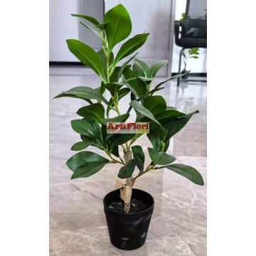 25146 - Cserepes fikusz 40 cm