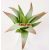 25627 - Aloe vera 8 cm