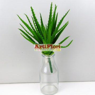 25641 - Aloevera