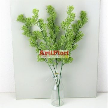 25710 - 5 ágú buxus bokor 50 cm
