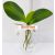 25800 - Orchidea gumis levél 16cm