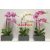 28003 - Orchidea gumiból kaspóban 53 cm