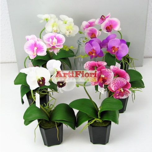28061 - Orchidea kis barna kaspóban 30 cm
