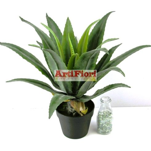 28087 - Aloe vera cserépben 53 cm
