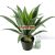 28087 - Aloe vera cserépben 53 cm