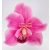 VP25936 - Orchidea fej 10cm