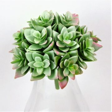 Pozsgások - Succulents