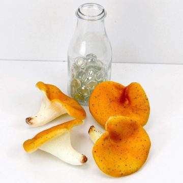Őszi mindenféle - Autumn