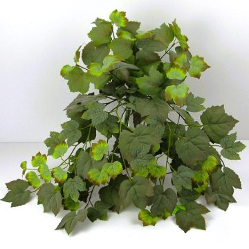 Futónövények - Hanging plants