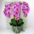 Prémium orchideák - Quality orchids