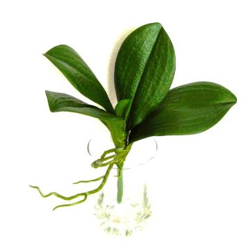 Levelek Ágak - Leaves Branches